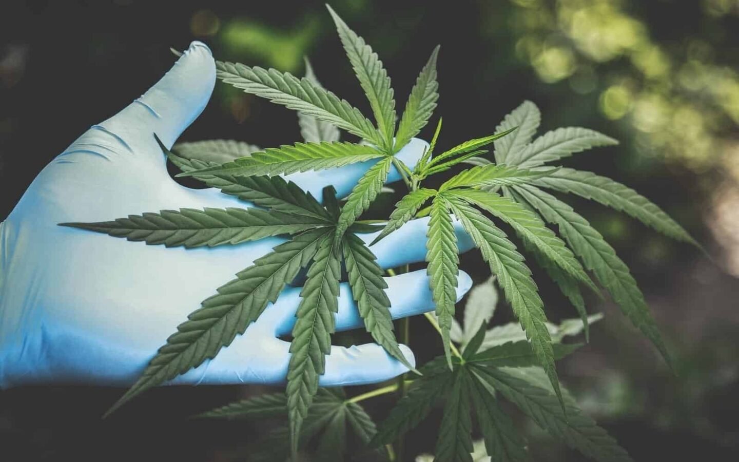 מוצרי CBD – מבוא ‘לתורת’ ה- CBD