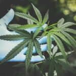 מוצרי CBD – מבוא ‘לתורת’ ה- CBD