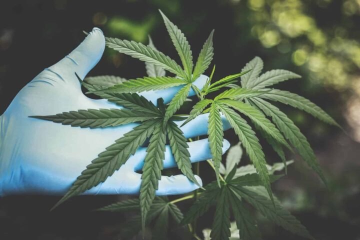 מוצרי CBD – מבוא ‘לתורת’ ה- CBD