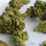 5 הקנבינואידים שאתם חייבים להכיר! (שהם לא THC או CBD)