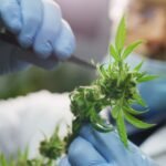השקעות וקנאביס – ה-FDA מעיב על מניות הקנאביס
