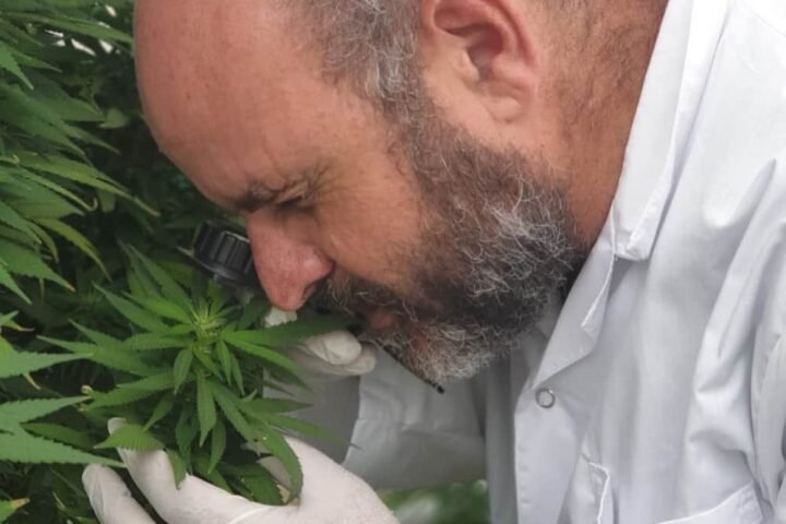 חומר משובח – על השבחת קנאביס עם גנטיקאי שמשביח זני קנאביס רפואי