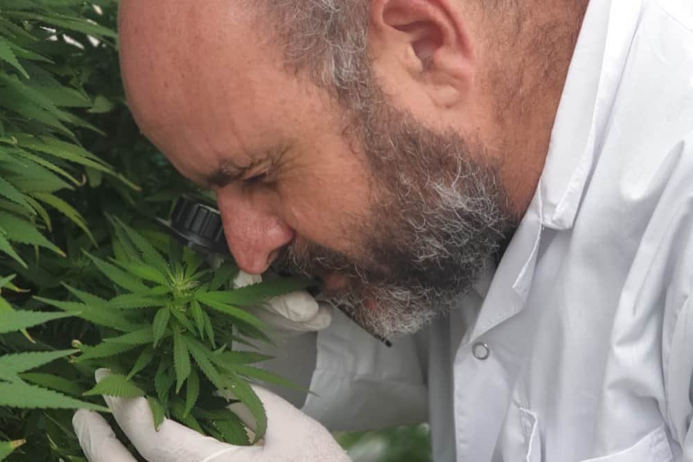 חומר משובח – על השבחת קנאביס עם גנטיקאי שמשביח זני קנאביס רפואי