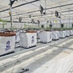 יתרונות גידול קנאביס בקוביות קוקוס (open top)