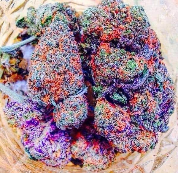 אליאן קוש (Alien Kush)