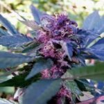 בלוברי -Blueberry-Cannabis