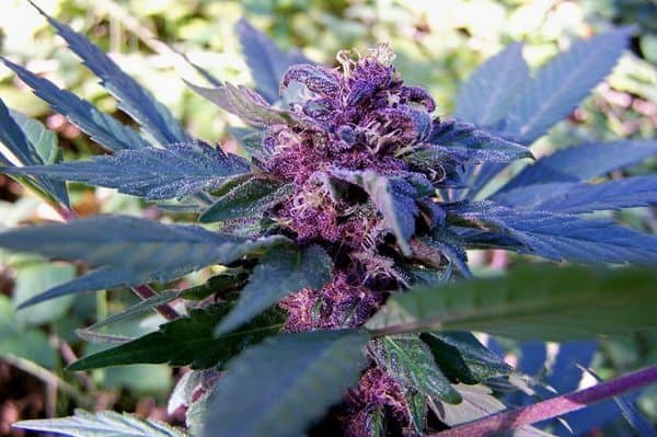 בלוברי -Blueberry-Cannabis