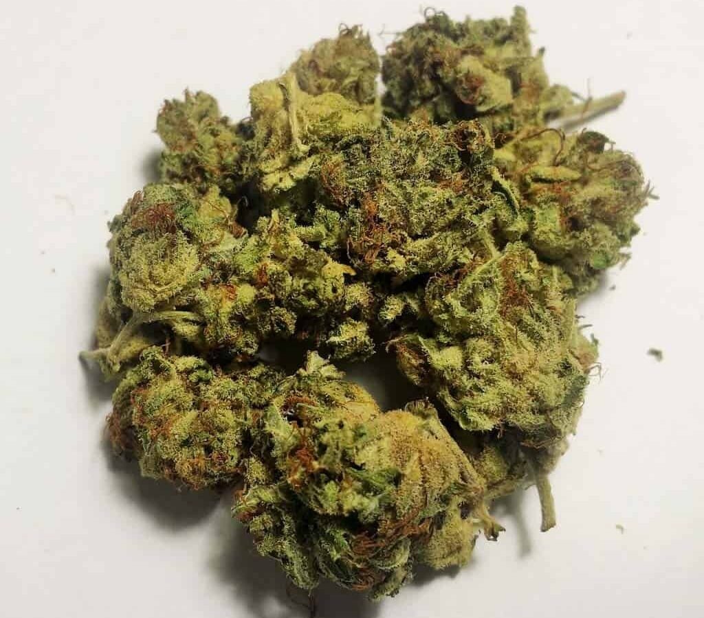 קוטון קנדי קוש Cotton-Candy-Kush