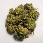 קוטון קנדי קוש Cotton-Candy-Kush