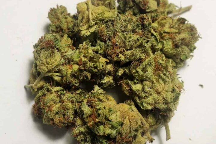 קוטון קנדי קוש Cotton-Candy-Kush