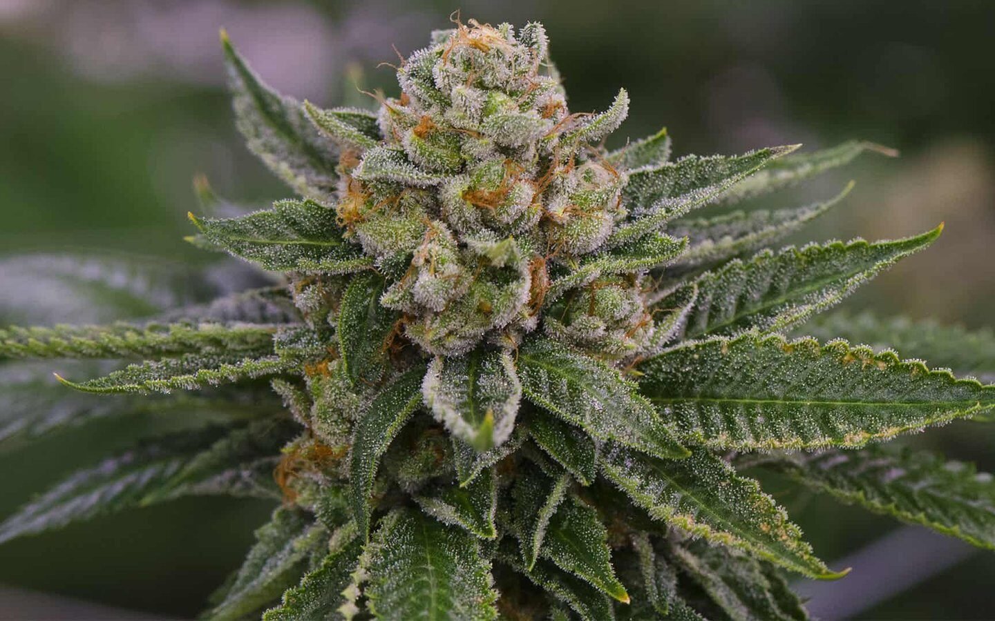 סקייווקר אוג'י SkywalkerOG