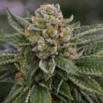 סקייווקר אוג'י SkywalkerOG