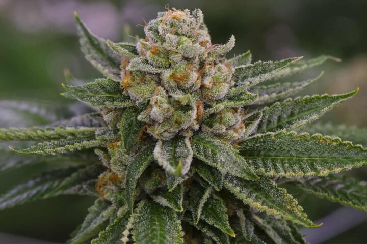 סקייווקר אוג'י SkywalkerOG
