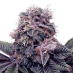 בלאקברי קוש blackberry-kush