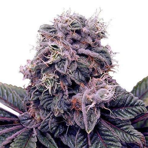 בלאקברי קוש blackberry-kush