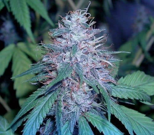 בלו קוש bleu kush