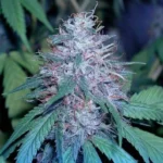 בלו קוש (blue kush)