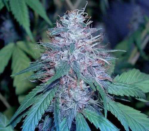 בלו קוש (blue kush)