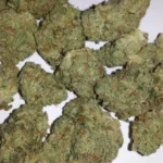 Bubble Gum