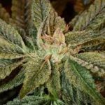 בובה קוש Bubba Kush