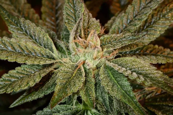 בובה קוש Bubba Kush