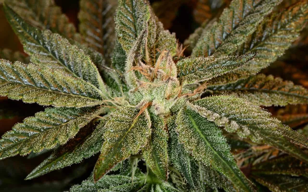 בובה קוש Bubba Kush