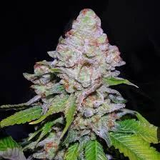 וויט ברי - White Berry