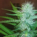 למון קוש - Lemon Kush