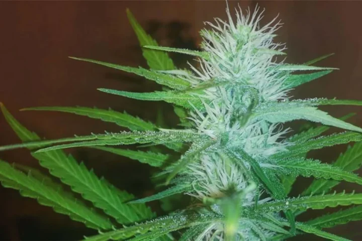 למון קוש - Lemon Kush