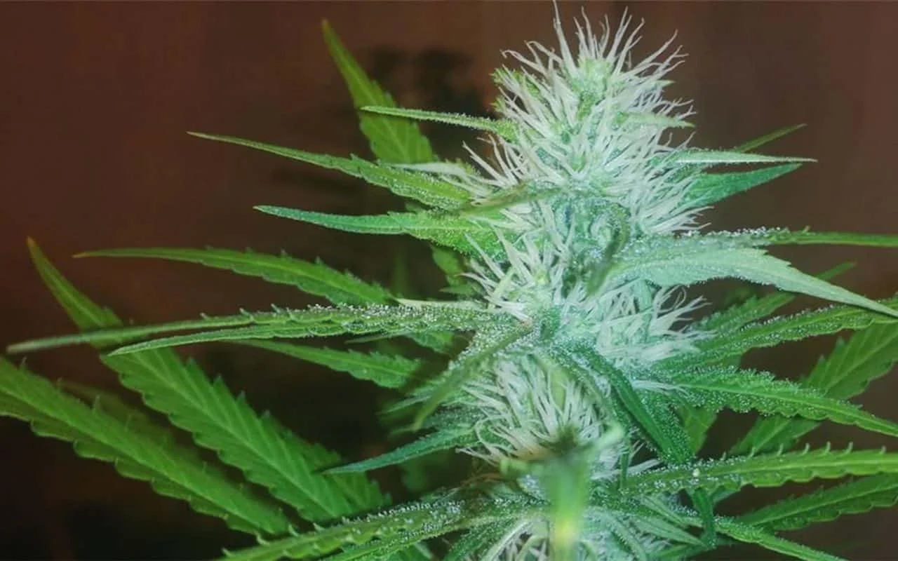 למון קוש - Lemon Kush