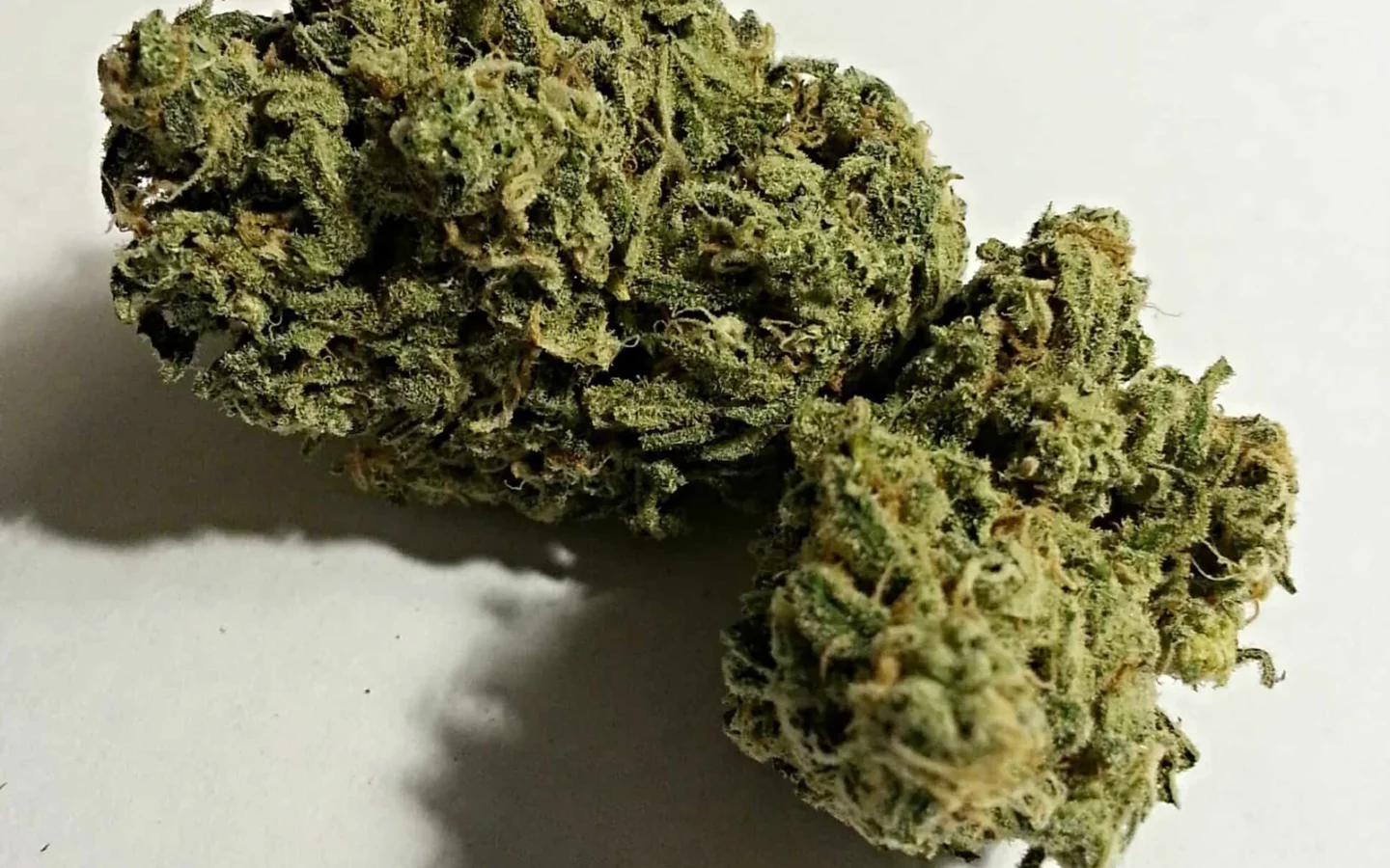מנגו קוש Mango Kush