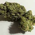 מנגו קוש Mango Kush