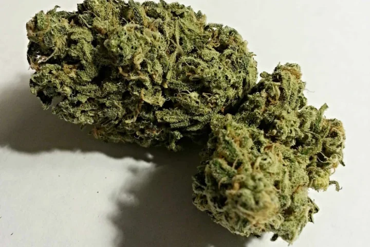 מנגו קוש Mango Kush