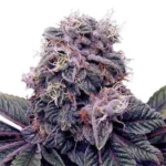 בלאקברי קוש blackberry-kush