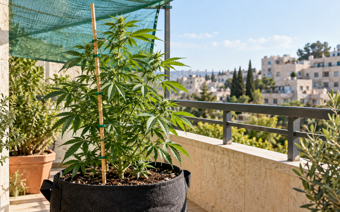 צמח קנאביס בעציץ בד במרפסת ישראלית עם רשת צל ומקל תמיכה