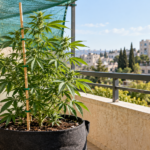 צמח קנאביס בעציץ בד במרפסת ישראלית עם רשת צל ומקל תמיכה