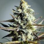 קריטיקל קוש critical-kush