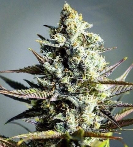 קריטיקל קוש critical-kush
