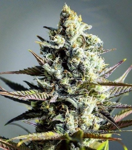 קריטיקל קוש critical-kush