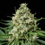 קריטיקל פלוס critical plus'