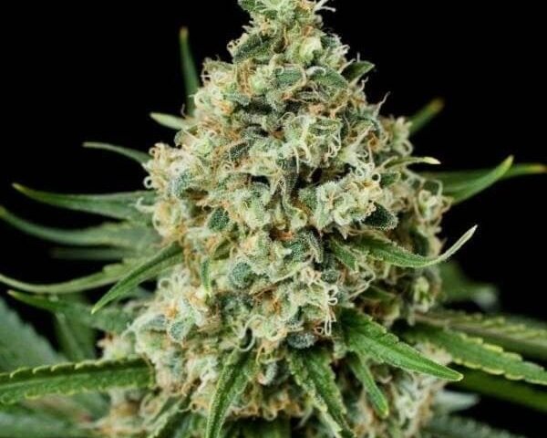 קריטיקל פלוס critical plus'