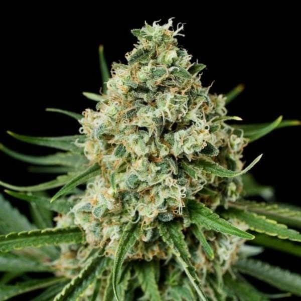 קריטיקל פלוס critical plus'