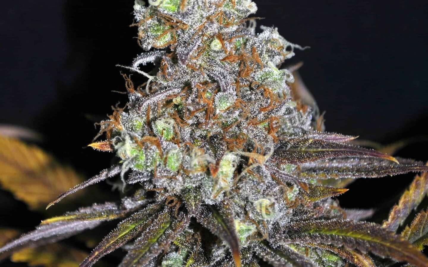 קריטיקל מאס critical_mass