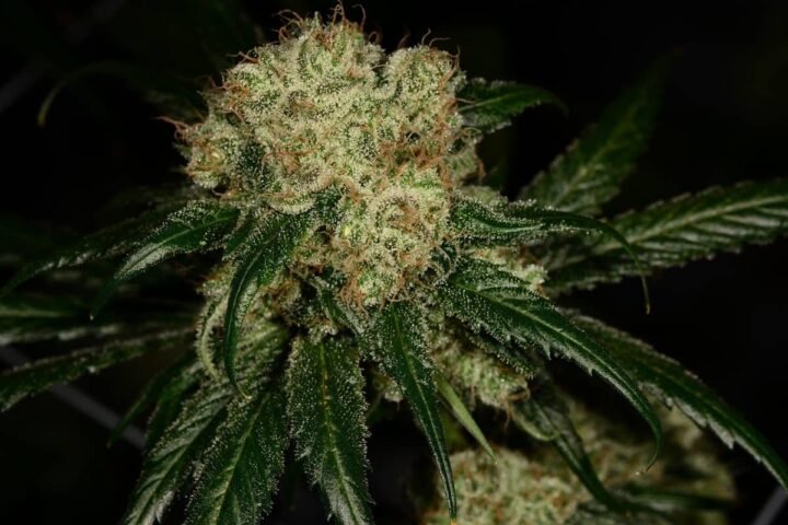 דאצ' טריט dutch-treat