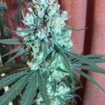 גוסט טריין הייז ghost train haze
