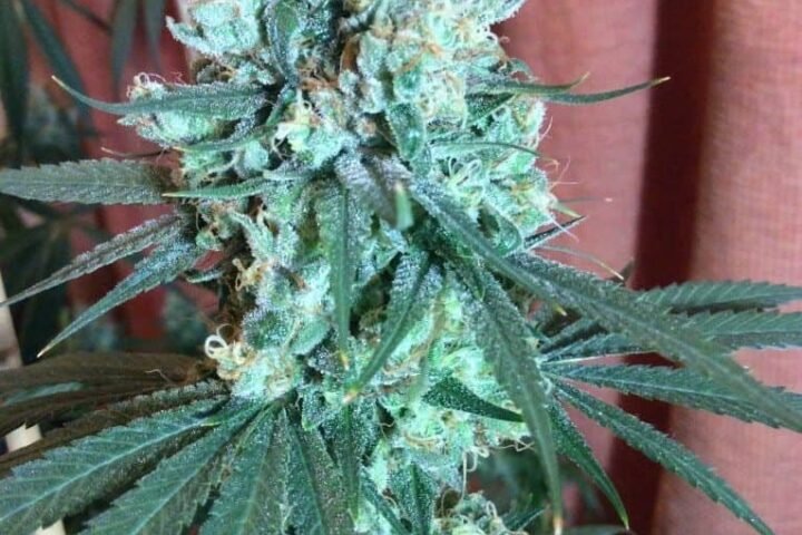 גוסט טריין הייז ghost train haze