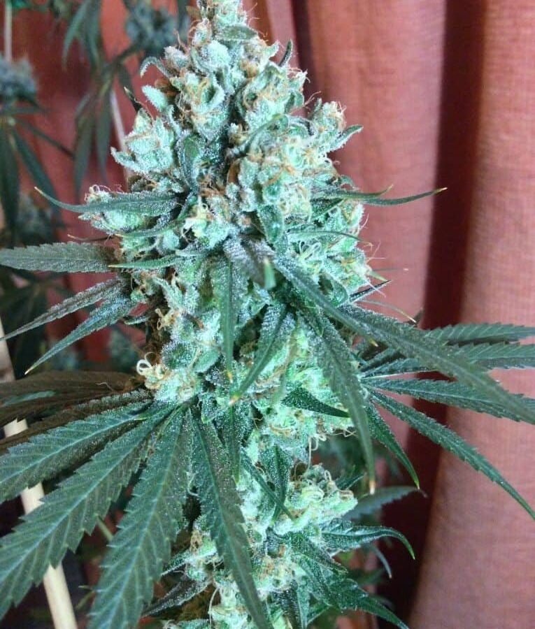 גוסט טריין הייז ghost train haze