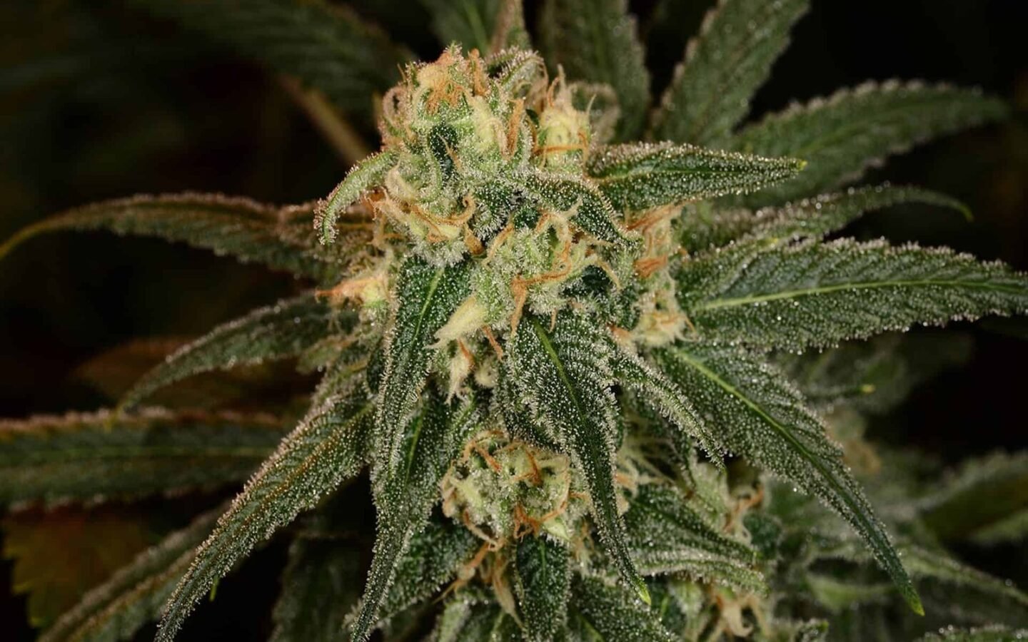 גרין קראק greencrack