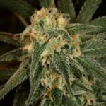 גרין קראק greencrack