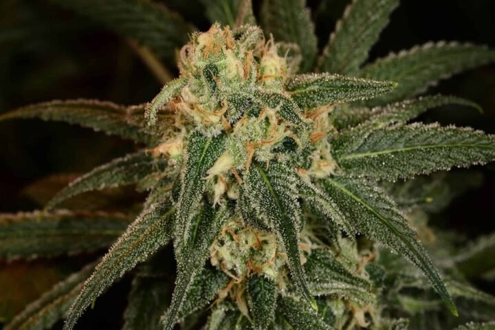 גרין קראק greencrack